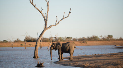 éléphant sénégal