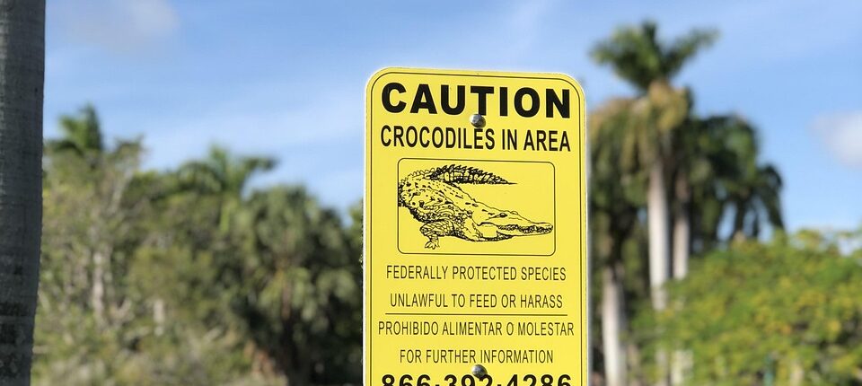 crocodile, park, miami, florida, tourism, crocodile, crocodile, miami, miami, miami, miami, miami, florida