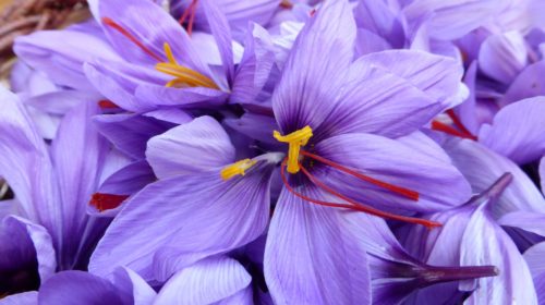 fleur violette phythotérapie