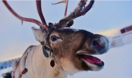 rennes en Laponie